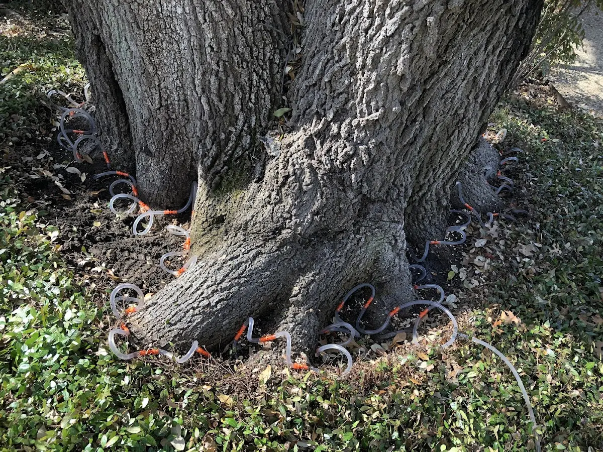 Detailed Tree Cabling and Bracing job site in Malvern