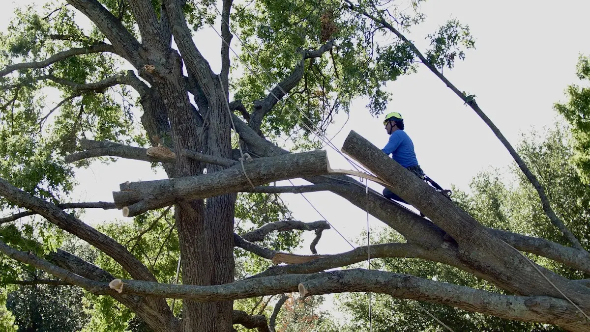 Professional Crown Thinning performed by certified arborists in Malvern